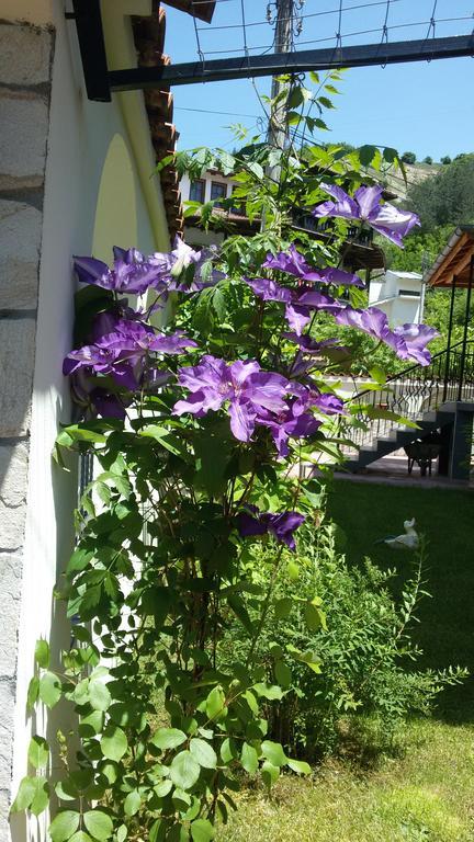 דבין Guest House Benita מראה חיצוני תמונה